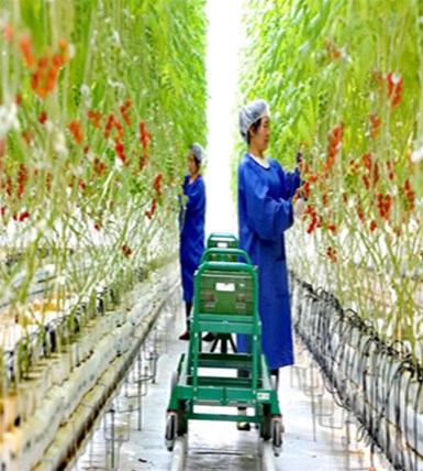 2022北京市设施番茄高品质栽培技术培训通知 | 免收培训费